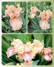 Zwerg iris nana gebraucht kaufen  Leipzig