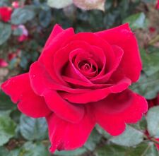 Alecs red fragrant for sale  SPALDING