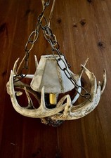 Real whitetail deer for sale  Minocqua
