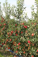 Apfelbaum rebella kleinbleiben gebraucht kaufen  Quakenbrück