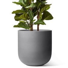Inch pots plants for sale  Brentwood