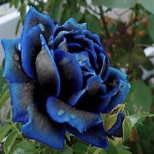 Semillas de Rosa NEGRA AZUL BLACK BLUE ROSE SEEDS flor color iphone sony rosal comprar usado  Enviando para Brazil