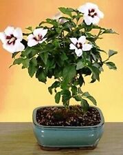 Semi hibiscus syriacus usato  Milano