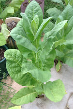 Habano 2000 tobacco for sale  Stuttgart