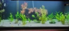 240 süsswasseraquarium komple gebraucht kaufen  Röthenbach, Grünenbach