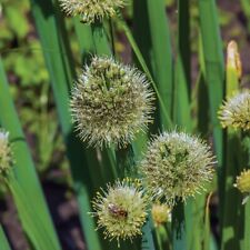 Welsh onion plants for sale  EVESHAM