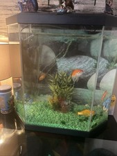 Fish tank fish for sale  SKEGNESS