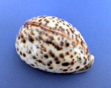 Cypraea tigris blanche d'occasion  Nice-