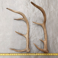 Real elk antlers for sale  USA