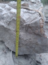Large petrified wood for sale  Lovelady