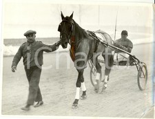 1935 milano cavallo usato  Milano