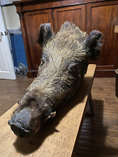 Derren brown taxidermy for sale  LOUGHBOROUGH