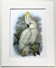 Cockatoo parrot mounted for sale  NORWICH