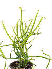 Euphorbia tirucalli albero usato  Siracusa