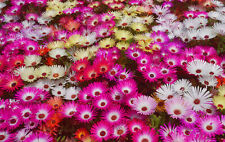 1000 samen mittagsblume gebraucht kaufen  Stralsund-Umland I