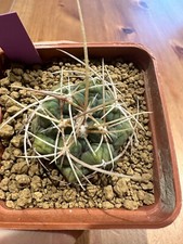 Thelocactus hexaedrophorus own usato  Valdastico