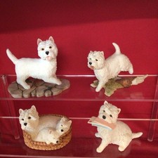 Sherratt simpson westie for sale  ANDOVER