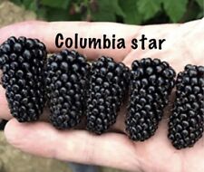 Columbia star blackberry for sale  Fresno