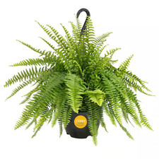 Boston fern indoor for sale  Evergreen