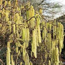 Corylus avellana contorta for sale  HORSHAM