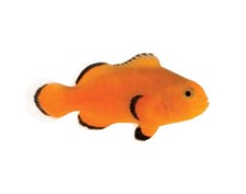 Naked ocellaris clownfish for sale  Haslet