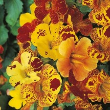 Mimulus tigrinus monkey for sale  WELSHPOOL