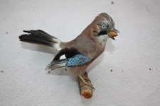 Tierpräparat eichelhäher hä gebraucht kaufen  Johanniskirchen