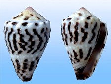 Conidae conus chaldaeus usato  Roma