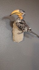 Yellow billed african for sale  Bismarck