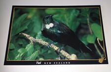 Tui Vogel Bird Tier Postkarte Postcard Ak Tierpostkarte Neuseeland  comprar usado  Enviando para Brazil