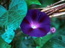 Ipomoea morning glory for sale  NEWPORT