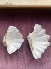 Vintage large clam for sale  EDINBURGH
