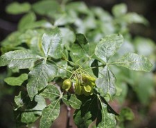Ptelea trifoliata hoptree usato Ptelea trifoliata hoptree usato  Napoli