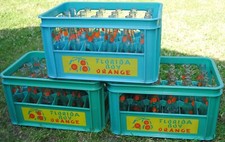 Alte flasche 25l gebraucht kaufen  Berlin