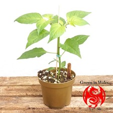 Carolina reaper hottest for sale  CARDIFF