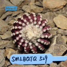 Discocactus horstii wysiwyg usato  Spedire a Italy