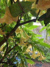 Brugmansia golden angels for sale  Grover Beach