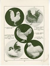 Fancy bantams 1932 for sale  COLEFORD