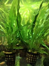 Microsorum pteropus plante d'occasion  Ingwiller