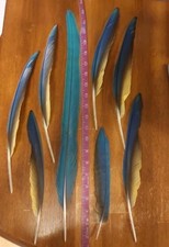 Tail wing macaw for sale  Hubbard