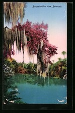 Bermuda bougainvillea vine gebraucht kaufen Bermuda bougainvillea vine gebraucht kaufen  Berlin