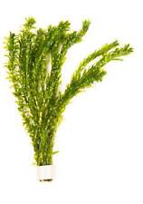Elodea densa oxygenating for sale  MARKET RASEN