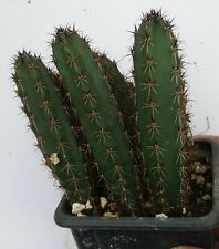 Używany, Eriocereus jusbertii  rootstock grafting 4-6  cm na sprzedaż  PL