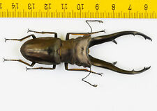 LUCANIDAE - Besouro veado - Cyclommatus imperator (80mm+) - P.N.G - 7889 comprar usado  Enviando para Brazil