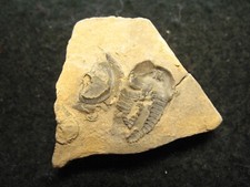 Cambrian trilobite fossil for sale  WAKEFIELD