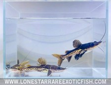 Red tail tiger for sale  Livingston