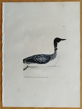 Northern diver lewin gebraucht kaufen  Neuendettelsau