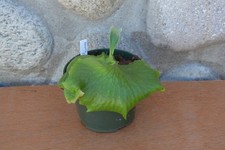 staghorn fern s for sale  Roseburg