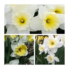 Ice follies daffodil for sale  CANTERBURY