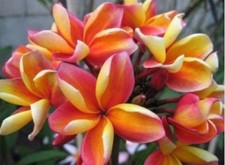 Rooted plumeria plant for sale  Kailua